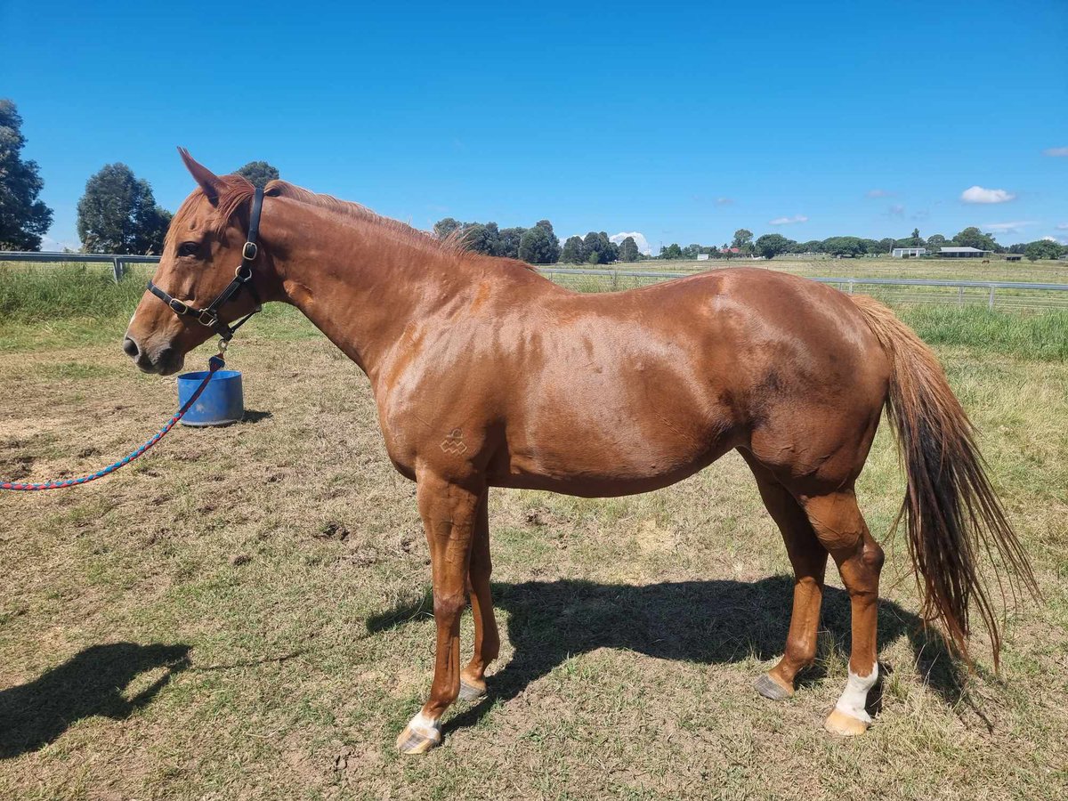 LParkstud's tweet image. Sunday Sassy our Broodmare 

Animal Kingdom x Intimation