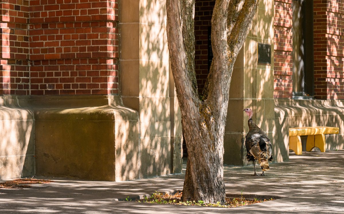 WSUPullman's tweet photo. So, this happened today... Dean Hare, #WSU Photo Services says "We got a call this afternoon from Tina Hilding at the @WSUVoiland College that there was a wild turkey wandering around by Carpenter Hall.🦃#GoCougs https://t.co/ioI4kxR7MC