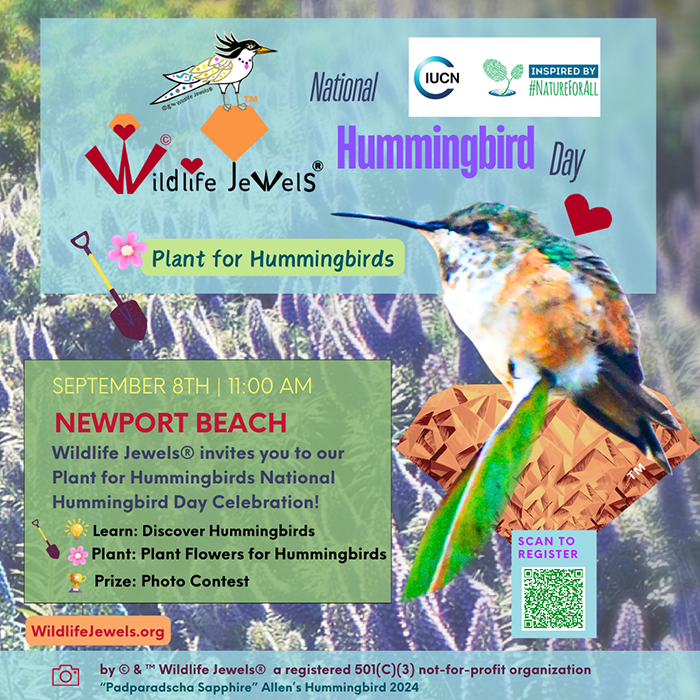 WildlifeJewels's tweet photo. Wildlife Jewels invites you to our Plant for Hummingbirds #NationalHummingbirdDay Celebration in Newport Beach! 
https://t.co/z3YL31KRBj

@IUCN @natureforall  @newportbeachgov @newportchamber @KatrinaFoley https://t.co/0TTmVh4Dmi