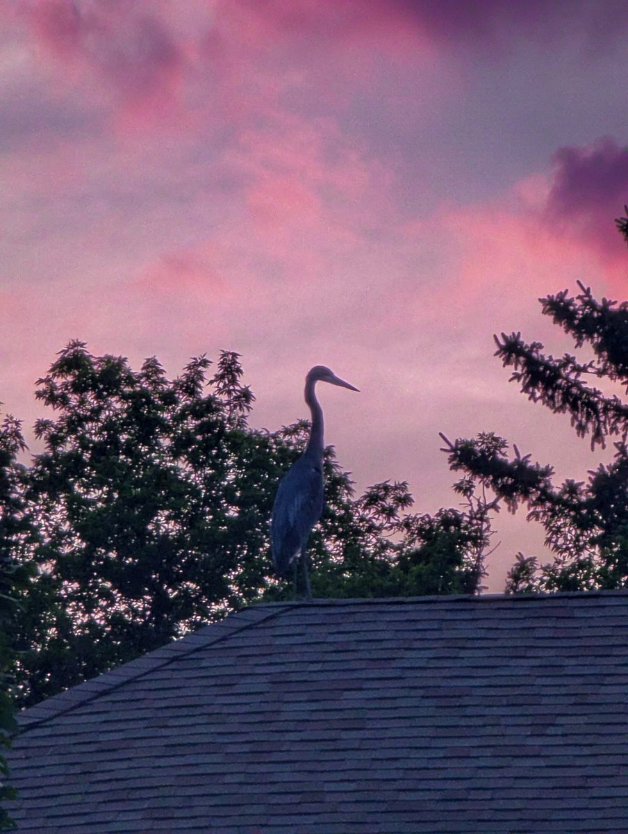 Kanyon's tweet photo. Great blue heron perched on rooftop https://t.co/9ncP1eRHcr