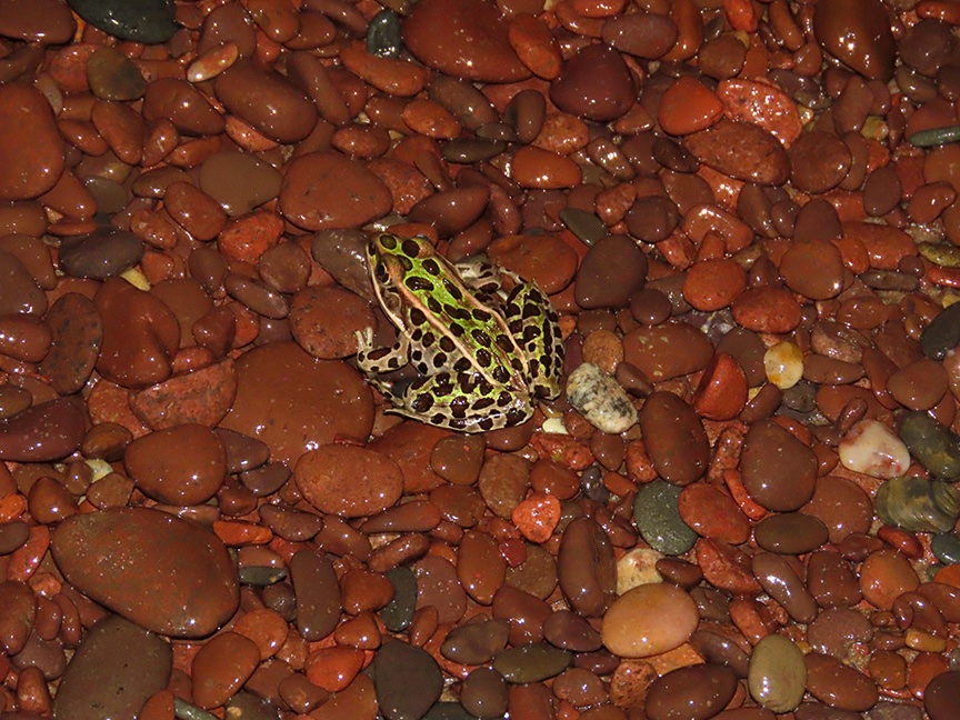 Writer_Alice's tweet image. Spotted this beautiful leopard frog on a Lake Superior beach on the Keweenaw Peninsula.
