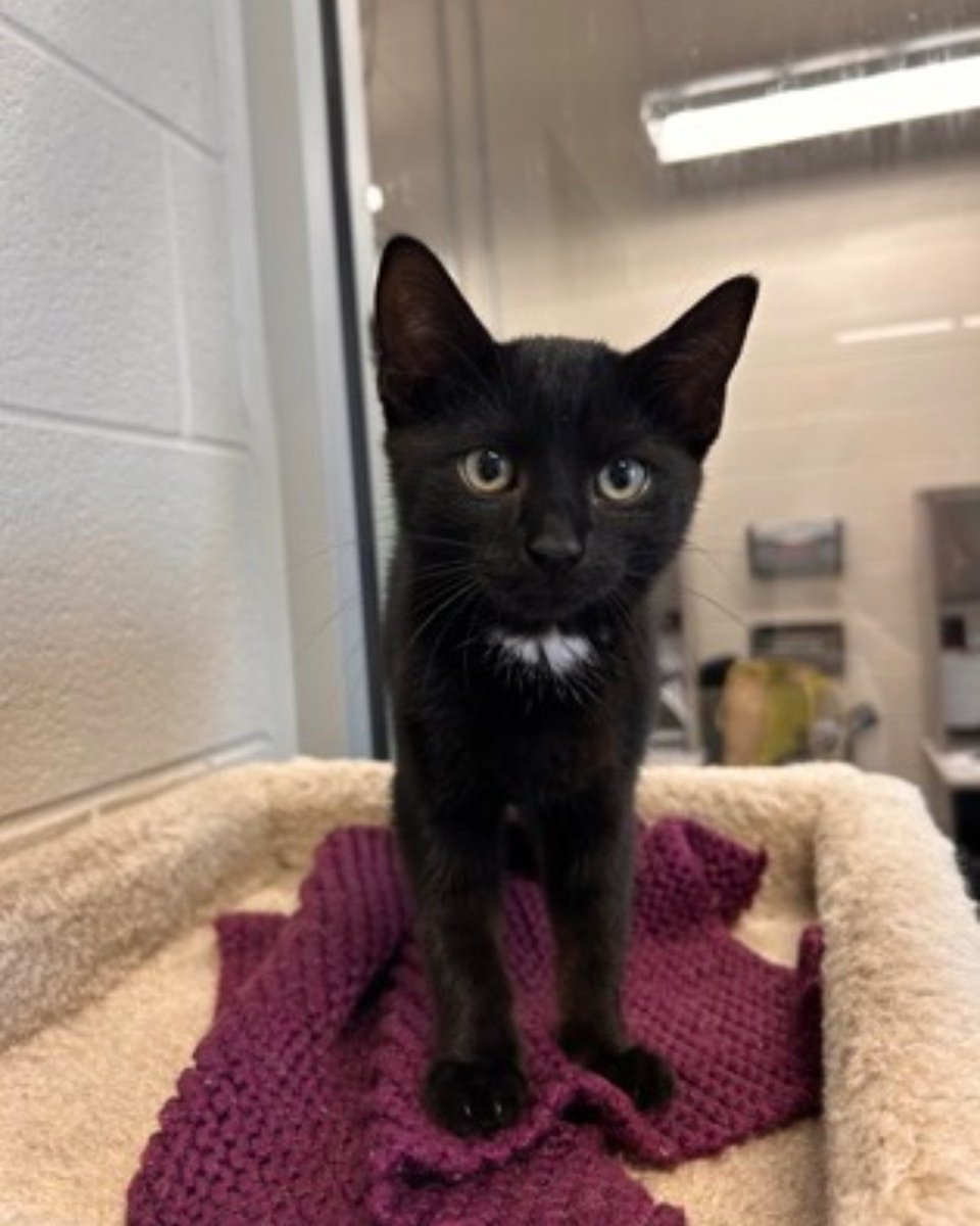 The Humane Society of KW & Stratford Perth tweet media
