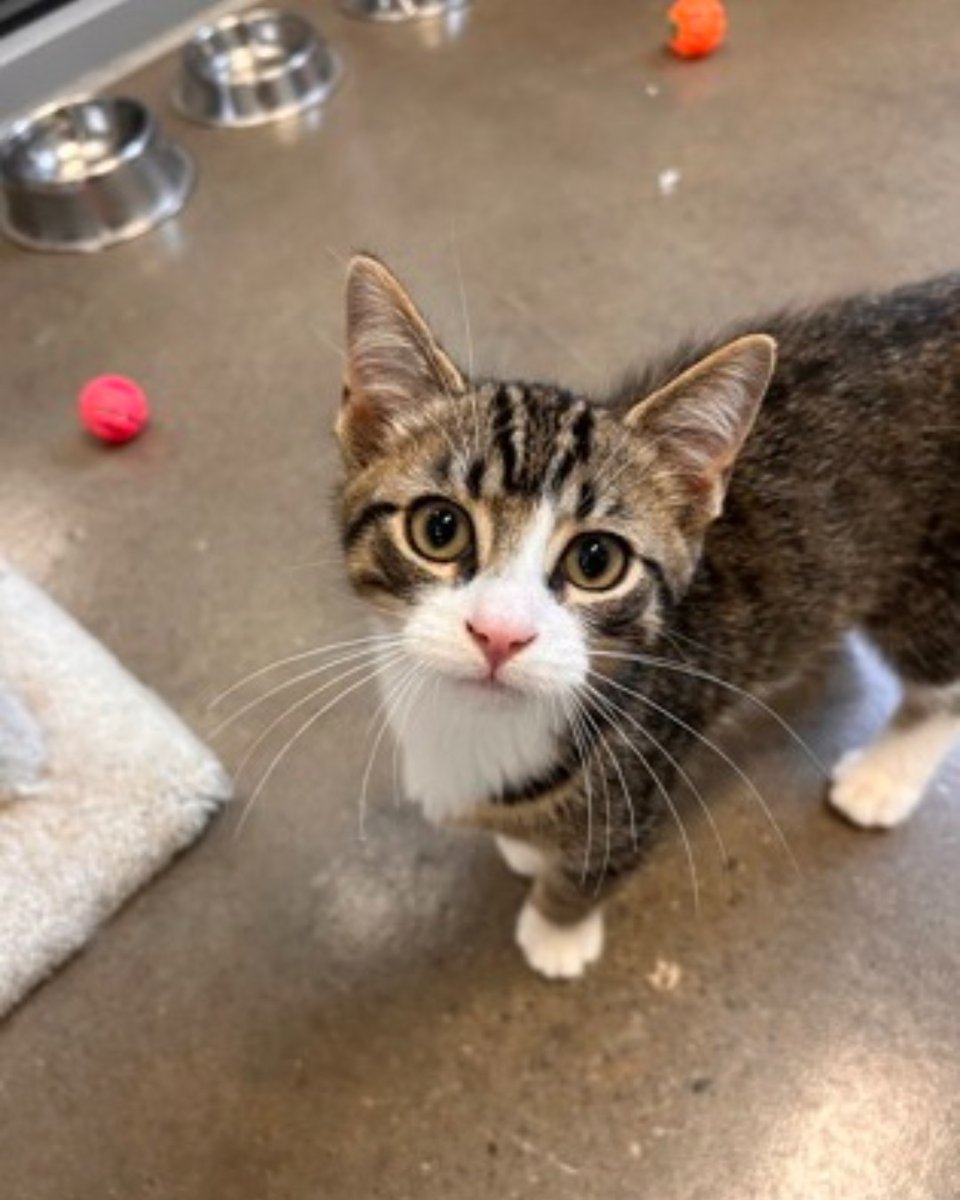 The Humane Society of KW & Stratford Perth tweet media