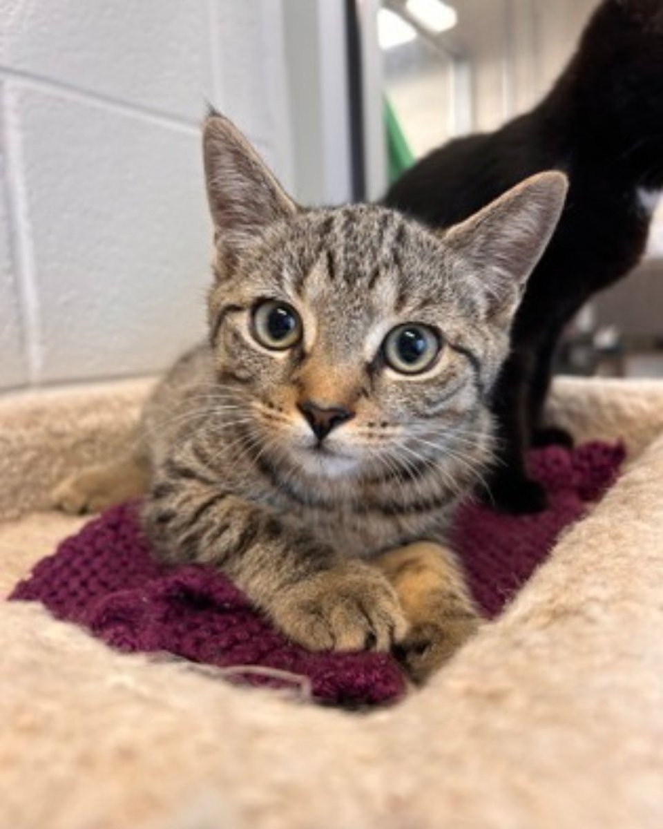 The Humane Society of KW & Stratford Perth tweet media