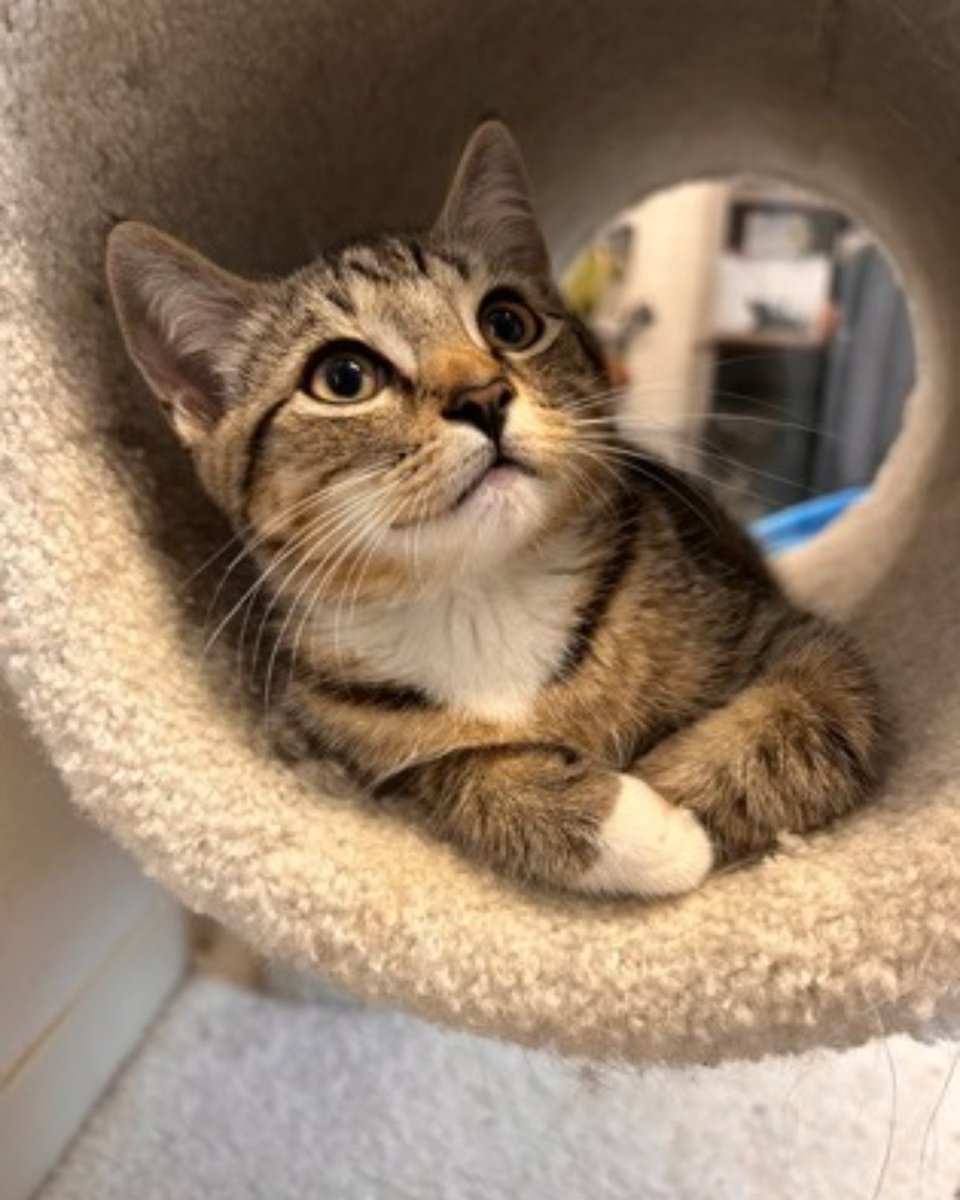 The Humane Society of KW & Stratford Perth tweet media