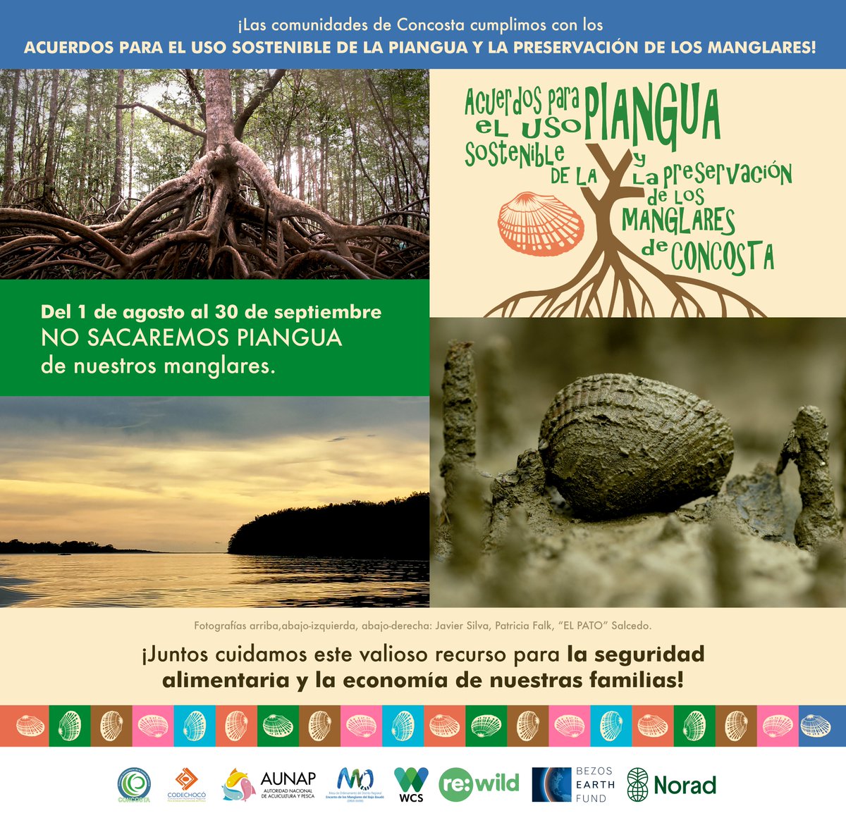 WCSColombia's tweet photo. 🐚 Desde febrero de 2023, las comunidades de #Concosta, en Bajo Baudó, acordaron preservar la #piangua mediante acciones de #conservación. Una de ellas es la #veda, que será del 1 de agosto al 30 de septiembre, época de reproducción.

#JuntosporlaVidaSivestre 🐚 https://t.co/Z2eiNfmu1u