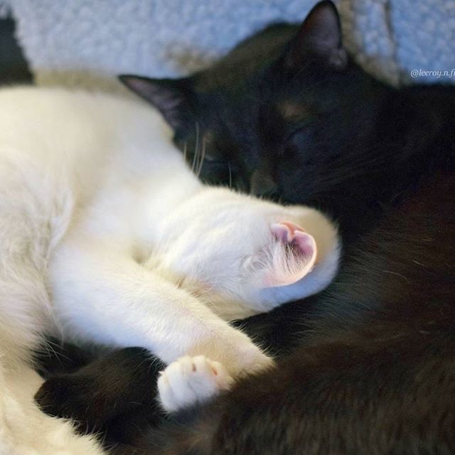 Kitty archives ♡ (@puppierz) on Twitter photo 