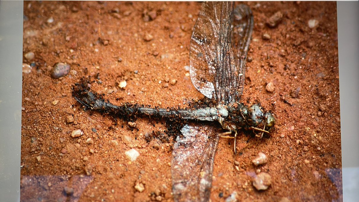 BenbowLab's tweet photo. @FliesFacility Similar situation taken in Ghana a few years ago with ants. https://t.co/Gqdk4l2VpW