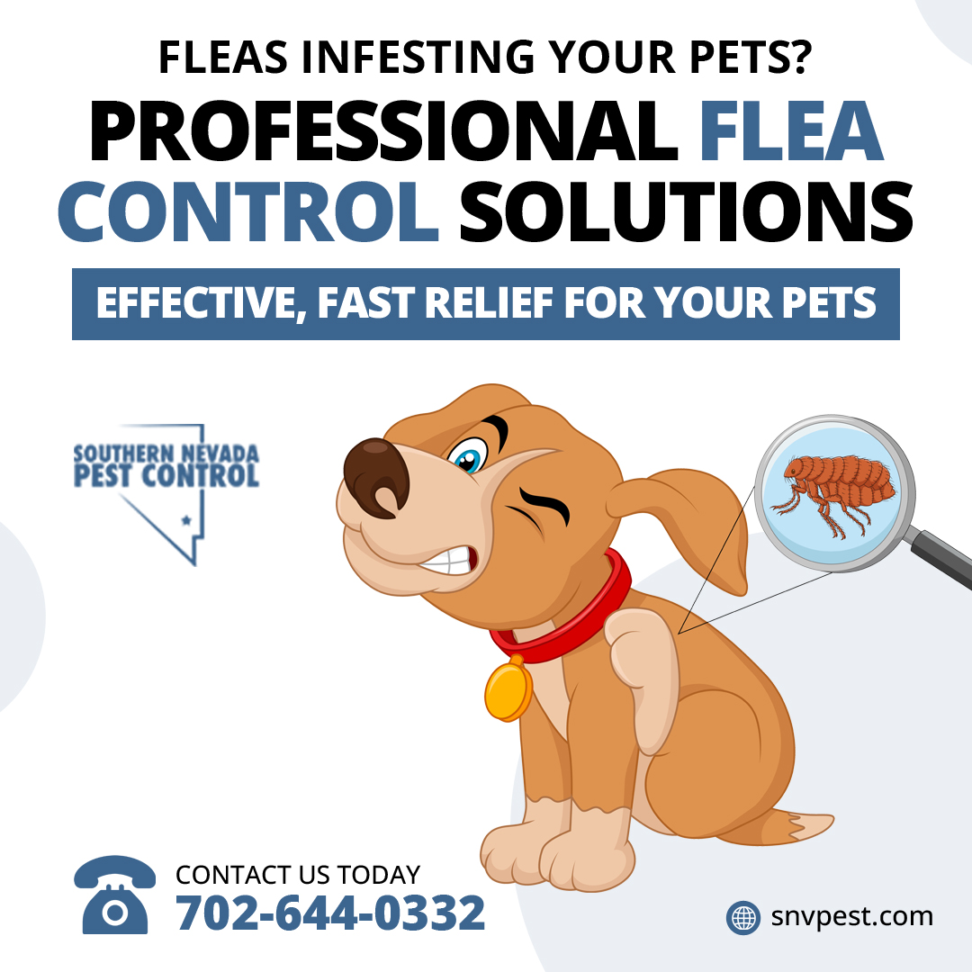 SNVPest's tweet image. Dealing with fleas? 🐾 Southern Nevada Pest Control’s expert Flea Control Services will keep your pets happy and your home pest-free! 🌟 Call 📞 702-644-0332 or visit snvpest.com for a consultation. #FleaControl #PestControl #SouthernNevadaPestControl
