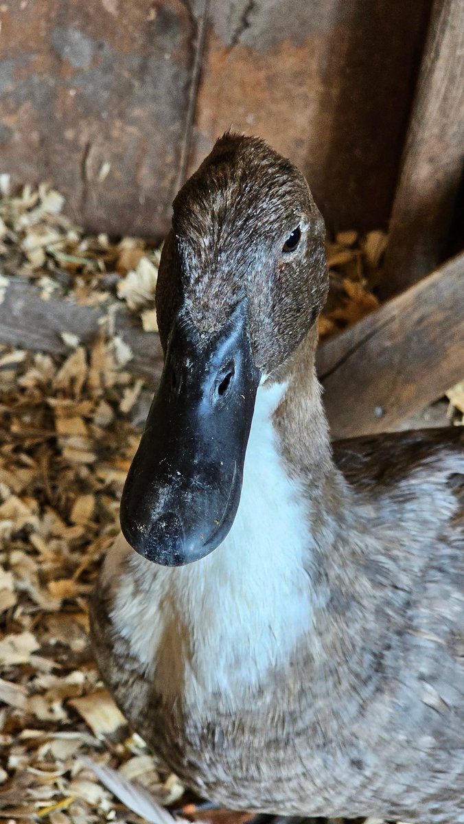 MidwestCopy's tweet image. Does anyone else name their poultry?  This is Gladys. Her he-duck is Abner. 

#poultry #kravitz #ducktales #sheduck #iowalife #midwestliving #whatsinaname