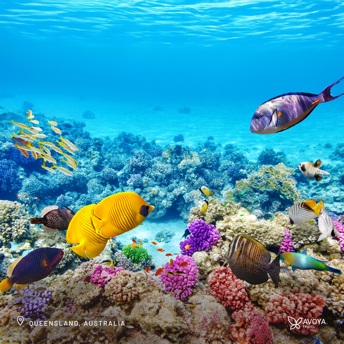 avoyatravel's tweet image. Make Queensland, #Australia your next getaway. Explore the #GreatBarrierReef, trek through the ancient Daintree Rainforest, and watch migrating whales along the coast. Have you experienced Queensland's magic? Share your stories! #WanderlustWednesday #Queensland #Travel