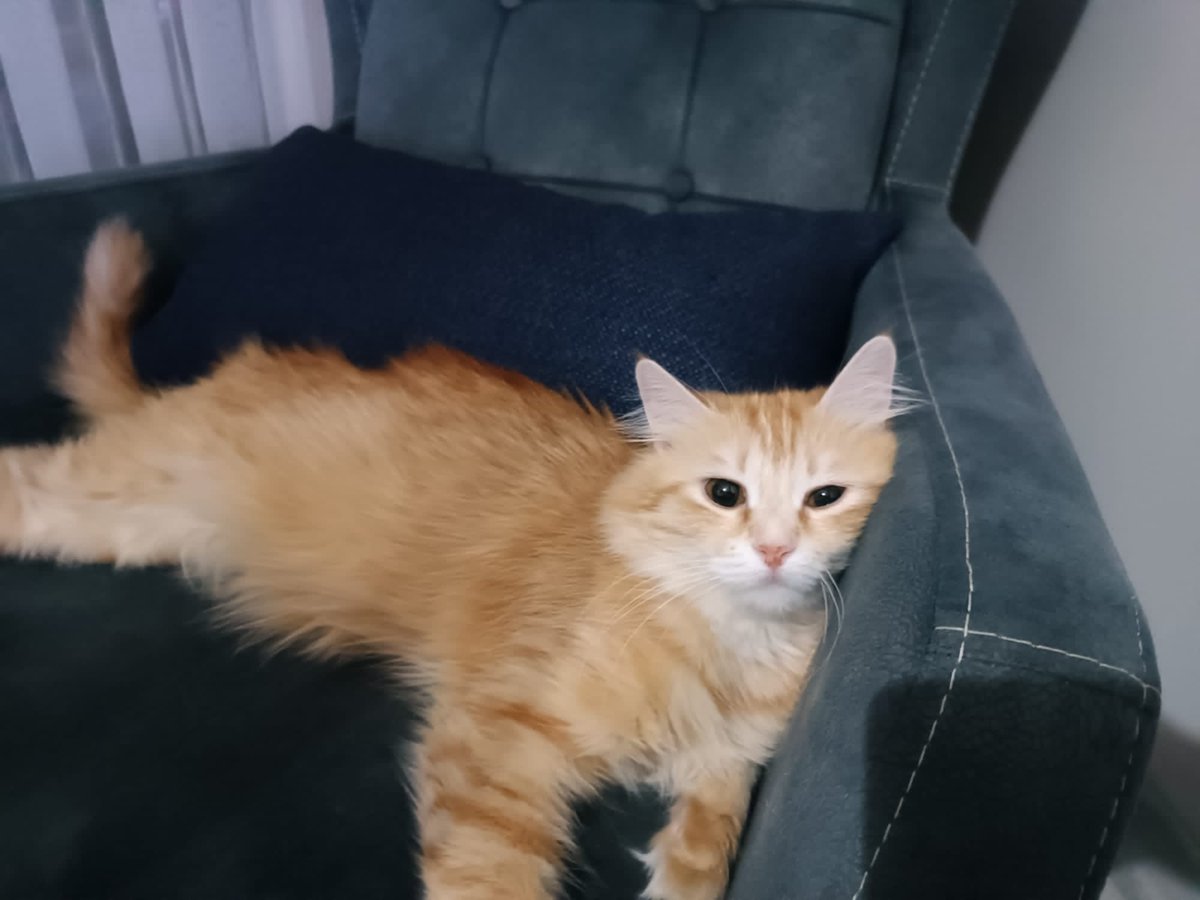 Aynı taraftayız sandığım bir ablamdan hayal kırıklığına uğradığım bir haber aldım. Torunu olduğu için ve kedisi tüy döktüğü için kedisini sahiplendirmek istiyor(torunu bi süre sonra gidecek). Sevdiğim insanların böyle yapması beni o kadar üzüyor ki..
Kayseri 
#yuva