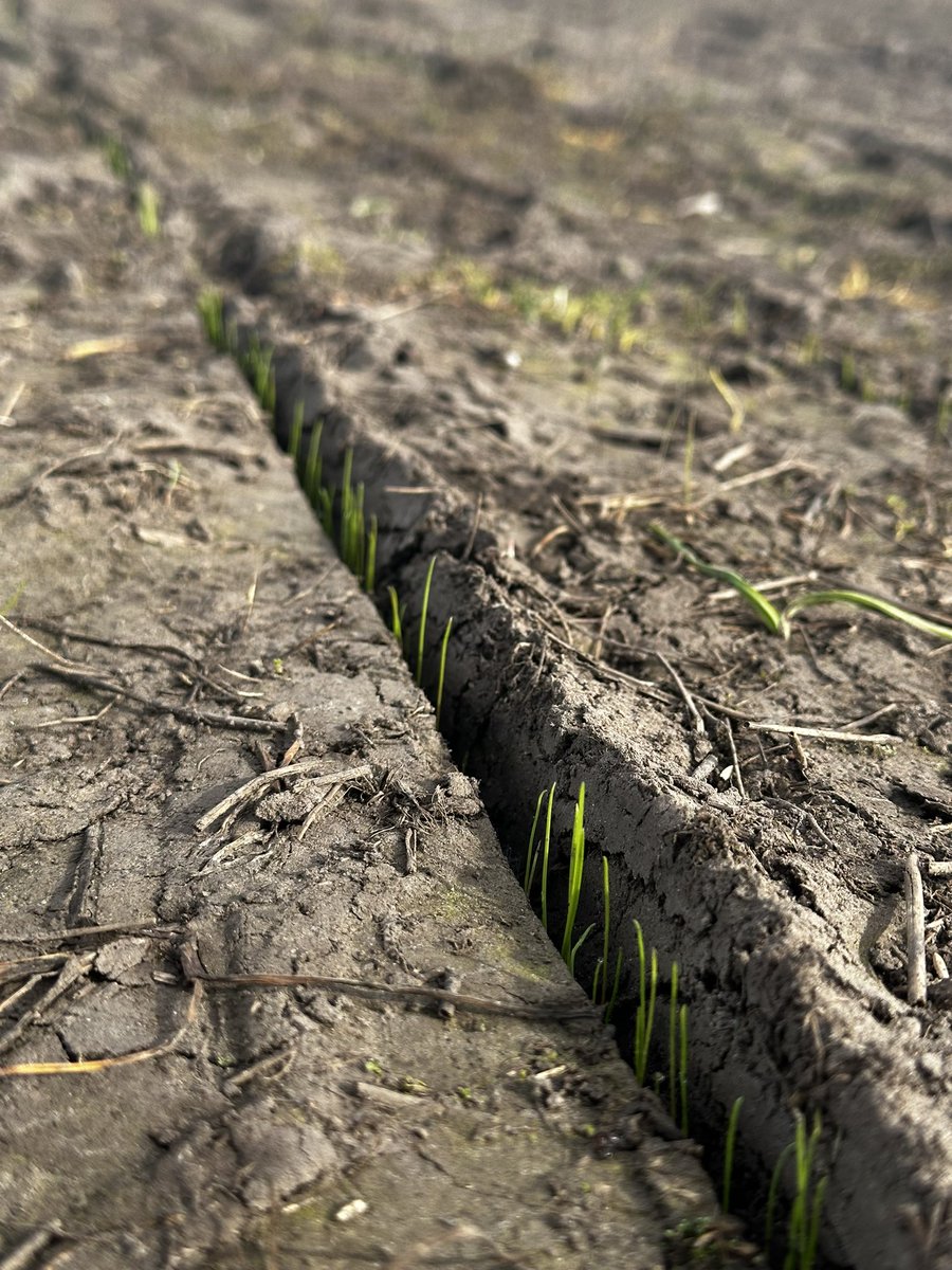 Gonzalo Amarillo Córdoba (@gonzaloac96) on Twitter photo 