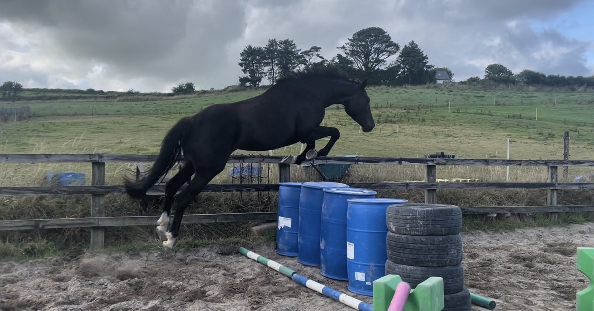 Gullane Stables tweet media