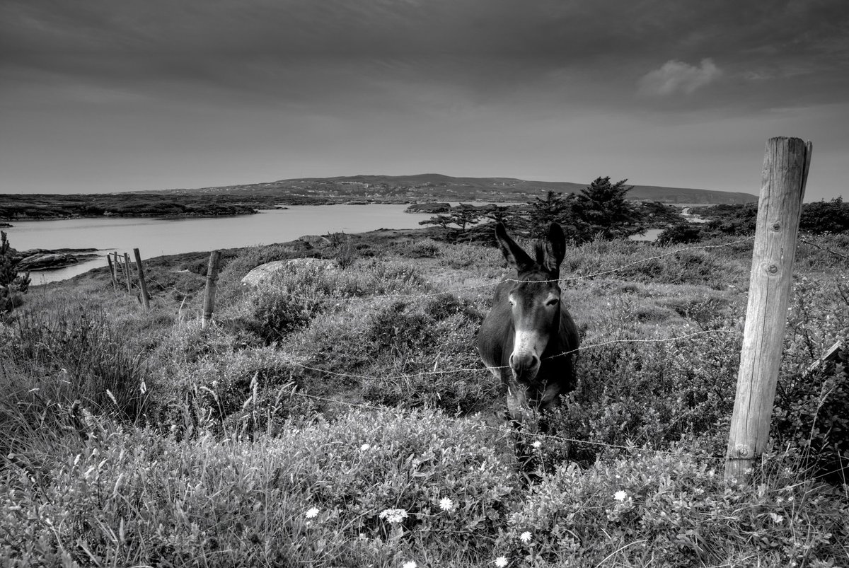 An asses roar of home......