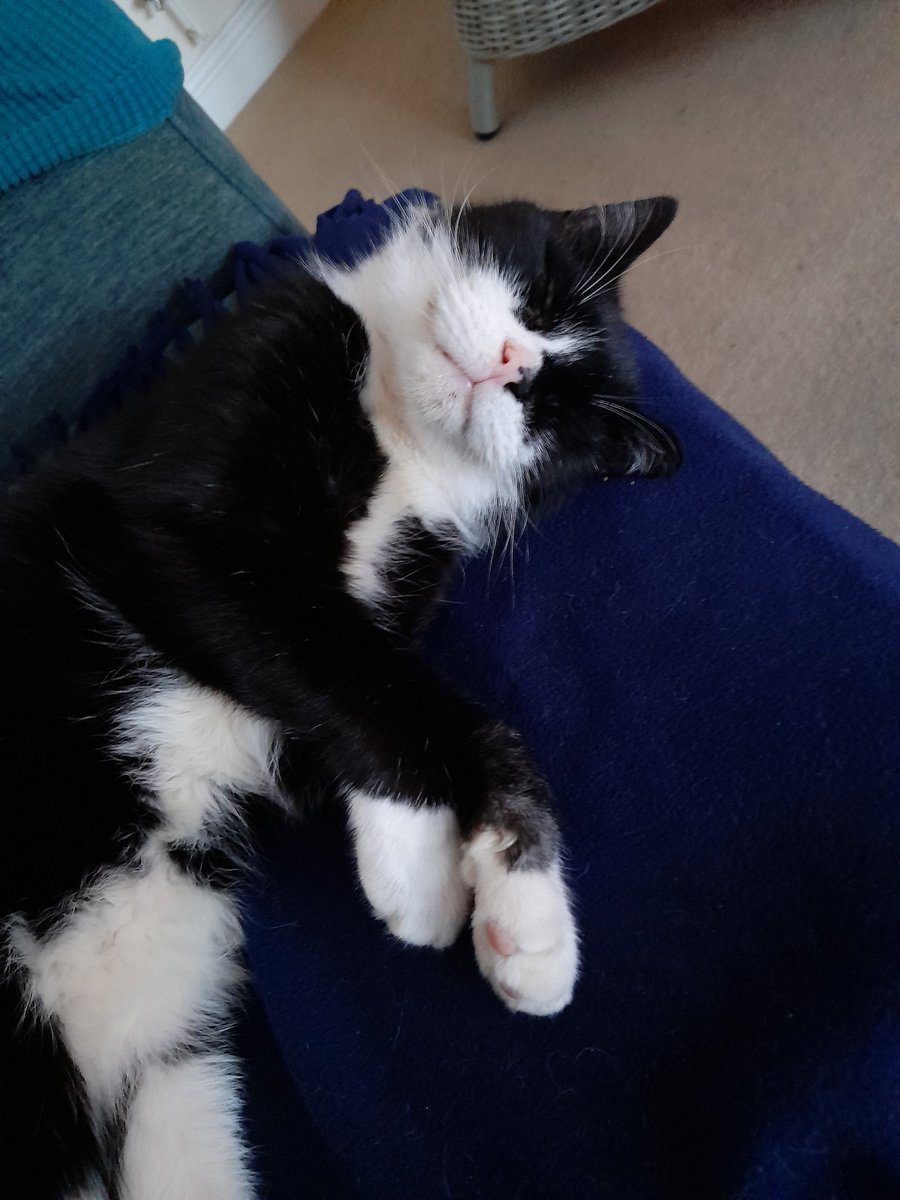 CaroleP3626's tweet photo. @trishaashley Barney says he hopes this makes you smile x https://t.co/fn6NJcjG6D