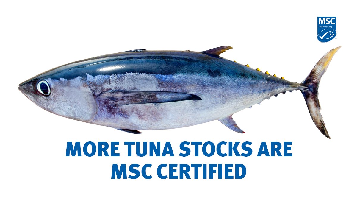 MSCecolabel's tweet photo. 📰👍 The International Seafood Sustainability Foundation @ISSF report says more tuna stocks are meeting our #MSCStandard and avoiding overfishing in 2024: https://t.co/fenLkwOHW1
#MSCecolabel #SustainableFishing https://t.co/ScsQiIj37c