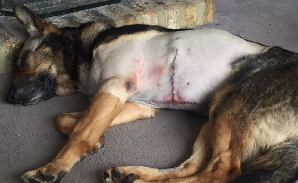 Over the past month, six police dogs have been attacked in the line of duty, with one fatality. This demonstrates the ever increasing dangers that are present to serving police dogs across the United Kingdom. Yet, it is still not a regulatory or legal requirement for police