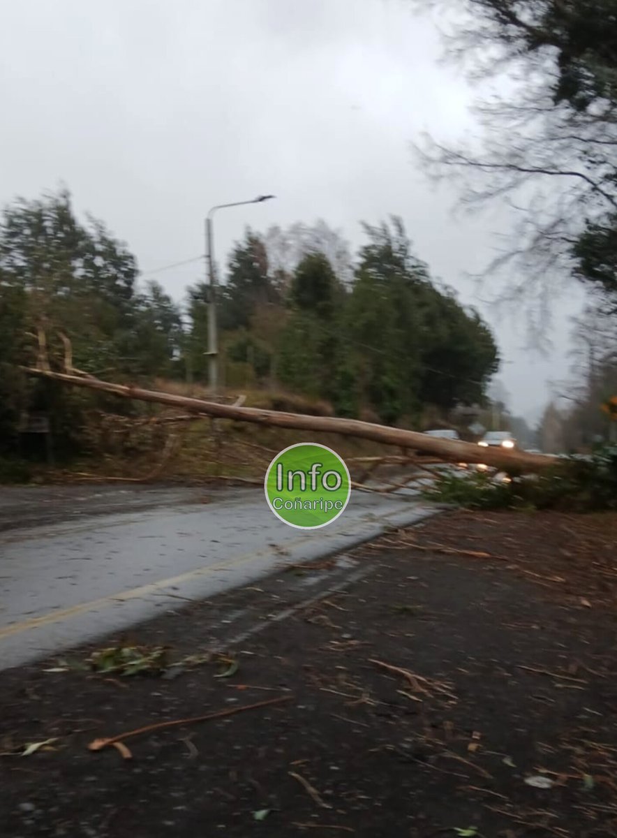 🔴 AHORA | Árbol caído en ruta #Coñaripe - #LicánRay, sector #Pucura, a la altura del cuartel de Bomberos. 
Tránsito suspendido en ambos sentidos. 
Mucha precaución. ⚠️

#Panguipulli #LosRíos #Villarrica #zonalacustre #sistemafrontal