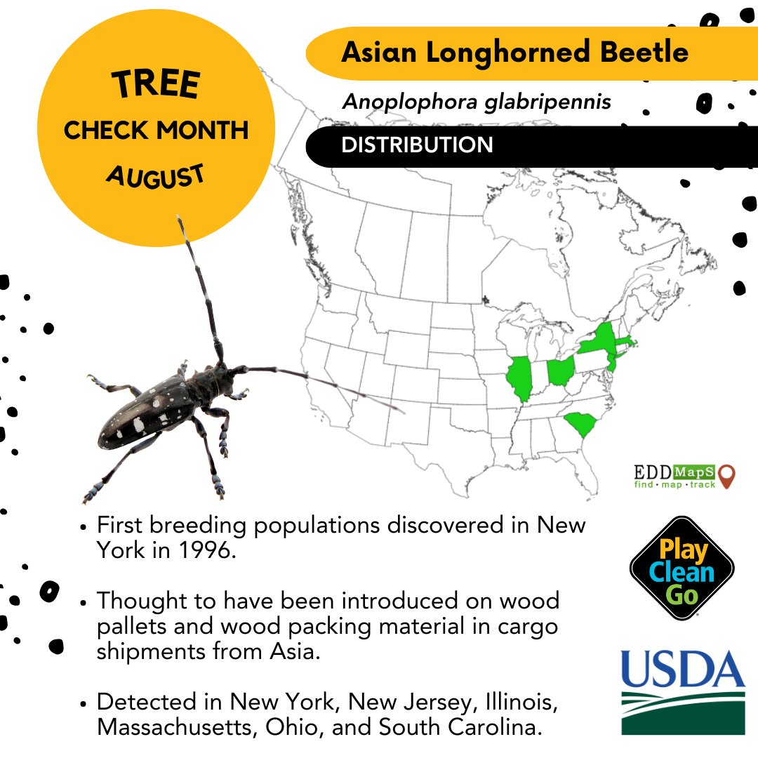 PlayCleanGo's tweet photo. 🌳 August is Tree Check Month! @USDA_APHIS urges you to inspect your trees for the #AsianLonghornedBeetle (ALB). First discovered in New York in 1996, ALBs have spread to five more states and Ontario. #TreeCheckMonth #InvasiveSpecies #ProtectOurForests #DontMoveFirewood https://t.co/CVscrc144D