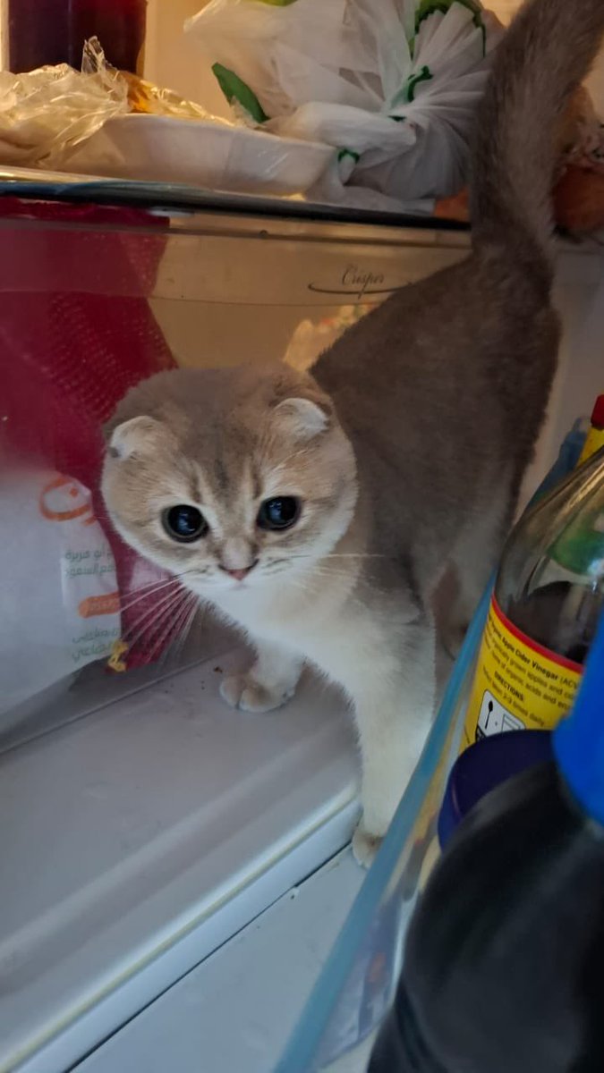 Hussein_Anees_R's tweet photo. Feeling a little too hot for her liking, Lulu has officially declared the fridge her new home.
❄️ Queen of the cool
#fridgelife #coldcat #queenofthefreezer https://t.co/lsvkyr0KGk