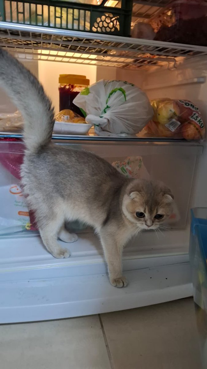 Hussein_Anees_R's tweet photo. Feeling a little too hot for her liking, Lulu has officially declared the fridge her new home.
❄️ Queen of the cool
#fridgelife #coldcat #queenofthefreezer https://t.co/lsvkyr0KGk
