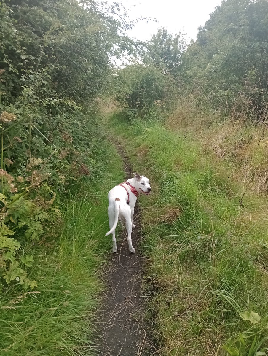cortezvangerwen's tweet photo. Everything seems to be going to hell in a handcart so here's Gentleman Jack discovering a disused railway #selfcare #seniorstaffy #littleimportantthings https://t.co/tGL2N4oVTQ