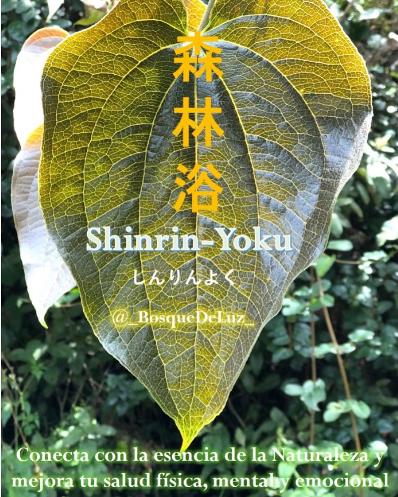 El conocimiento de Oriente en Occidente
Conecta con la #Naturaleza y mejora tu #Salud física, mental y emocional 💚⛰️🌳🦋 Insta @_BosqueDeLuz_ 🐋
#SaludMental #Contemplación 
instagram.com/p/C-GHGnoPJCm/…