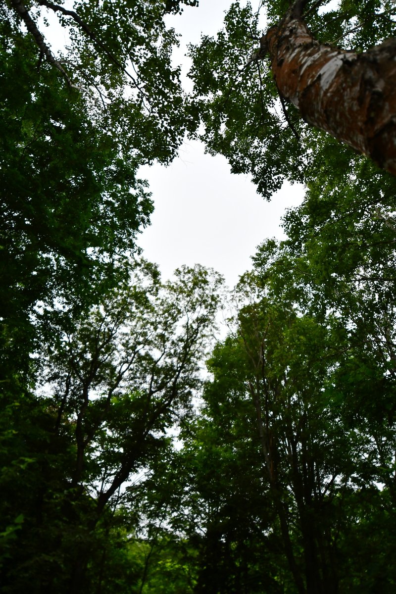 おはようございます
8月は曇り空、17℃でスタートです
軒下に小さなひまわりが一輪、小鳥が運ぶ種がこぼれたようです🌻