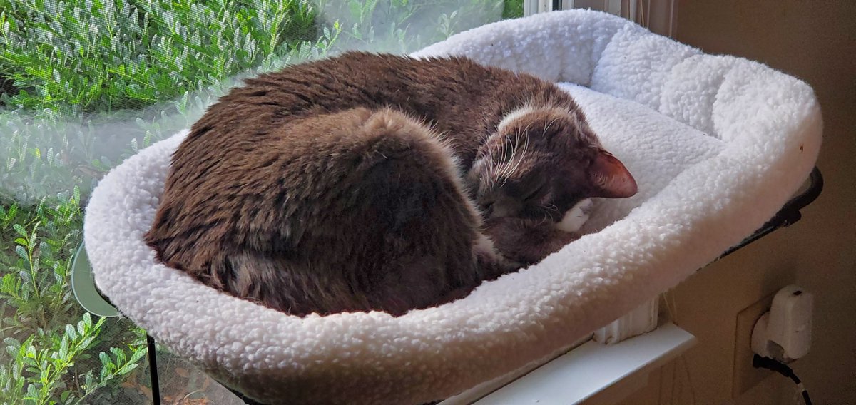 albitrary's tweet photo. @catsdrinkingtea He had a lot of presence for such a little cat https://t.co/MlrHy3Xv59