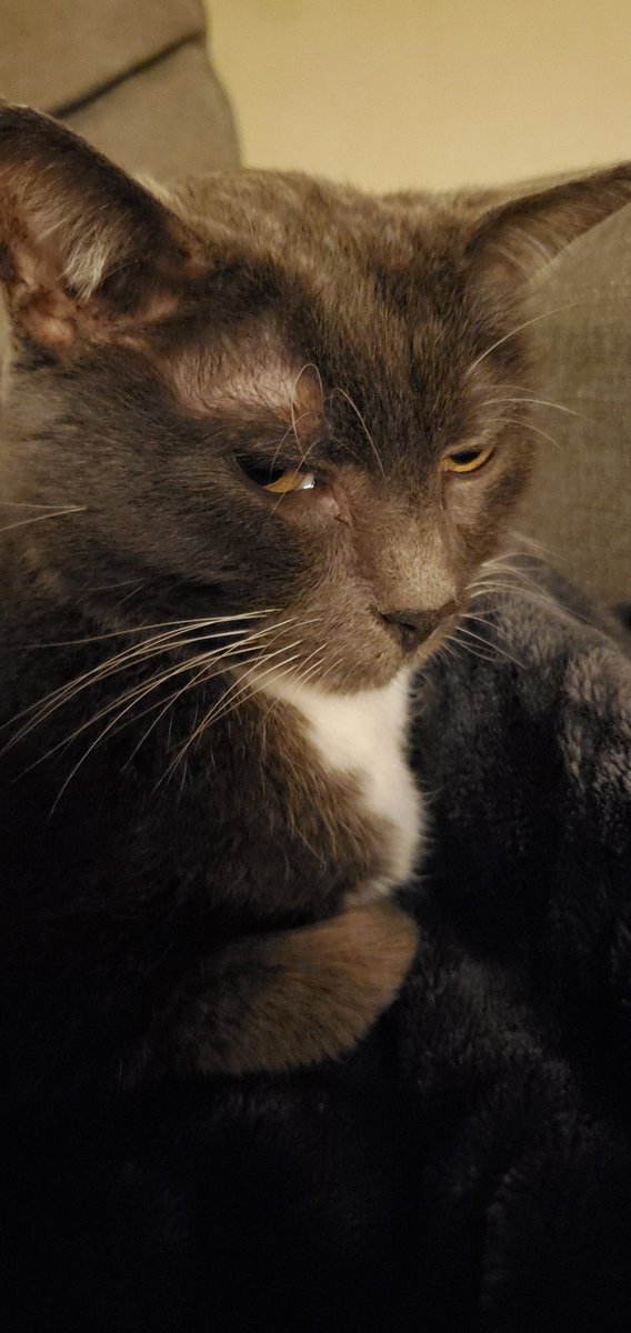 albitrary's tweet photo. @catsdrinkingtea He had a lot of presence for such a little cat https://t.co/MlrHy3Xv59