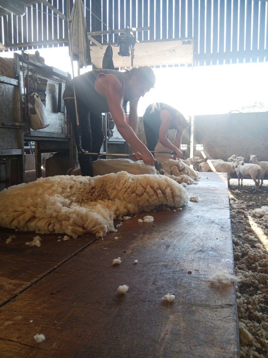 Redwoods Farm tweet media