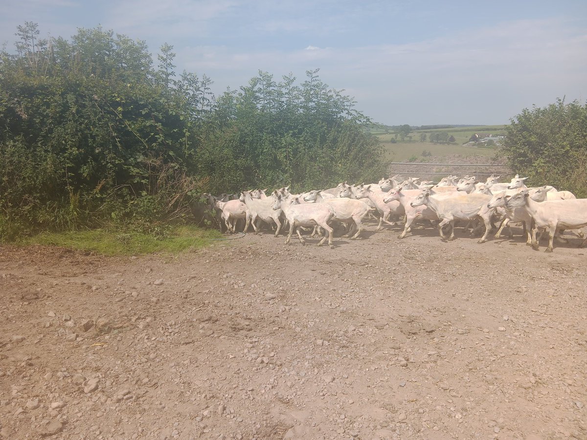 Redwoods Farm tweet media