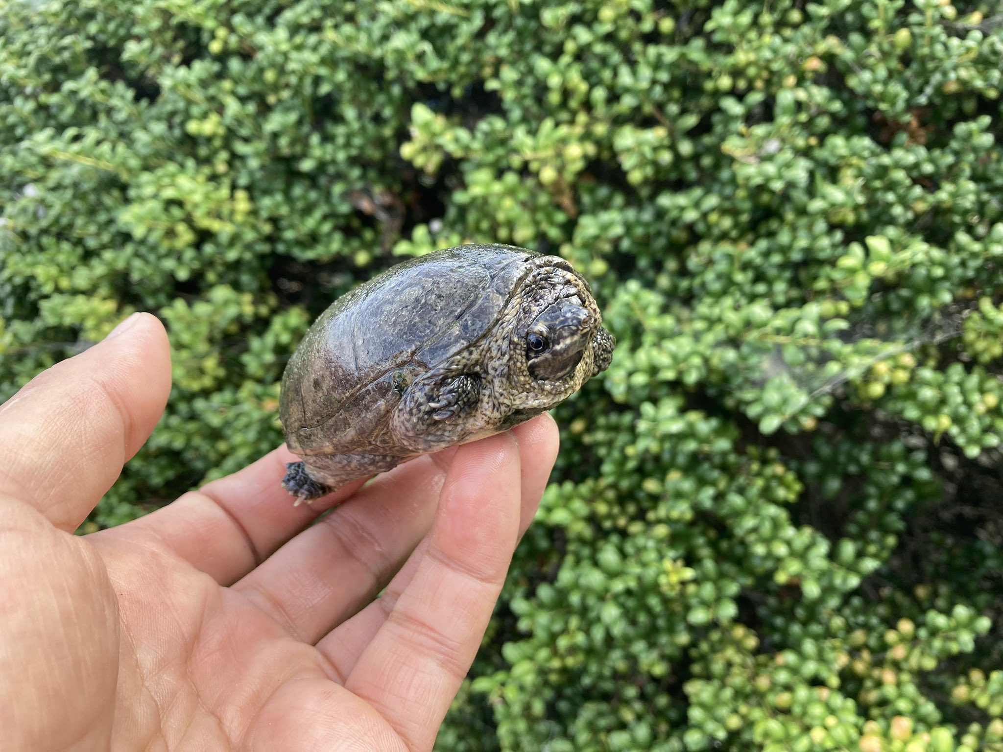 オオアタマヒメニオイガメ 有精卵 1個 亀 卵 カメ