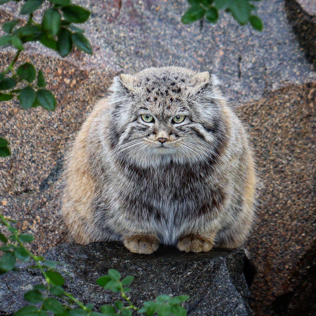 Daily Manul (@dailymanul) on Twitter photo 