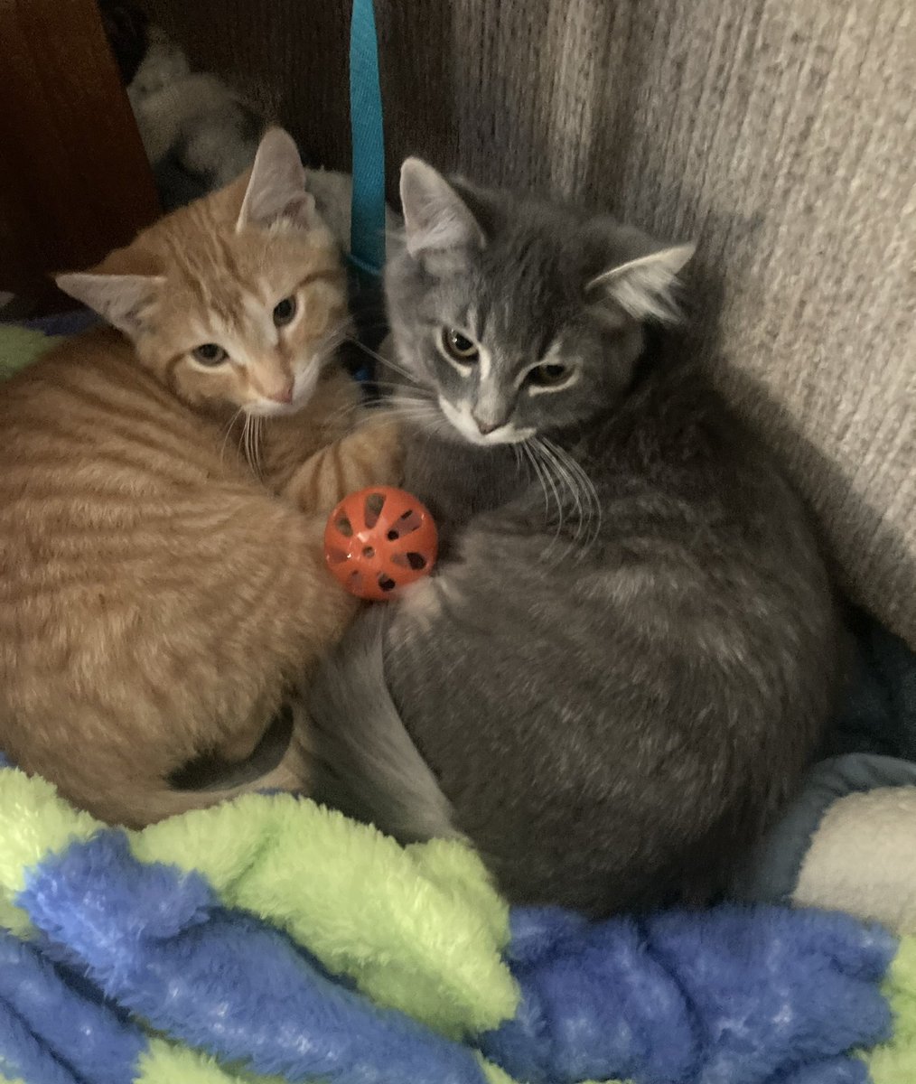 cory_mayer's tweet photo. @LindseySlaterTV Very cute, our kittens get excited for food time as well https://t.co/dLIFq8VGFc