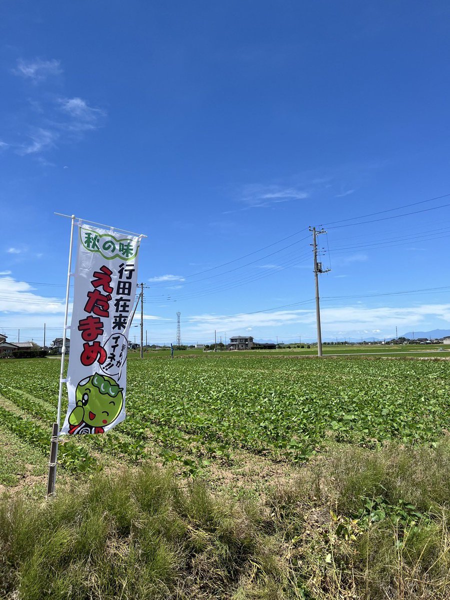 gyodamamekichi's tweet photo. おはよう♪
行田在来の枝豆『さきたまめ』の最近の様子だよ〜😊
すくすく育っているょ✨
暑さを乗り越えて美味しくなあれ〜

＊さきたまめは10月発売だょ😊 https://t.co/9jHb3VNzjh