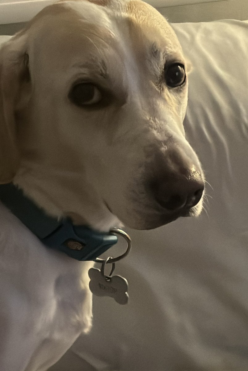 Cata de Elía tweet media