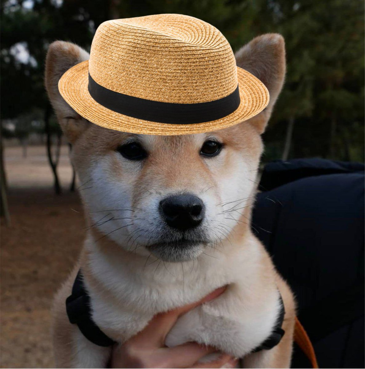 jamong_ETH's tweet photo. Even a Jamong wears a hat like Wif his brother...
#jamong #meme #eth #bitcoin #crypto #memecoins https://t.co/5IjqNGGFrn