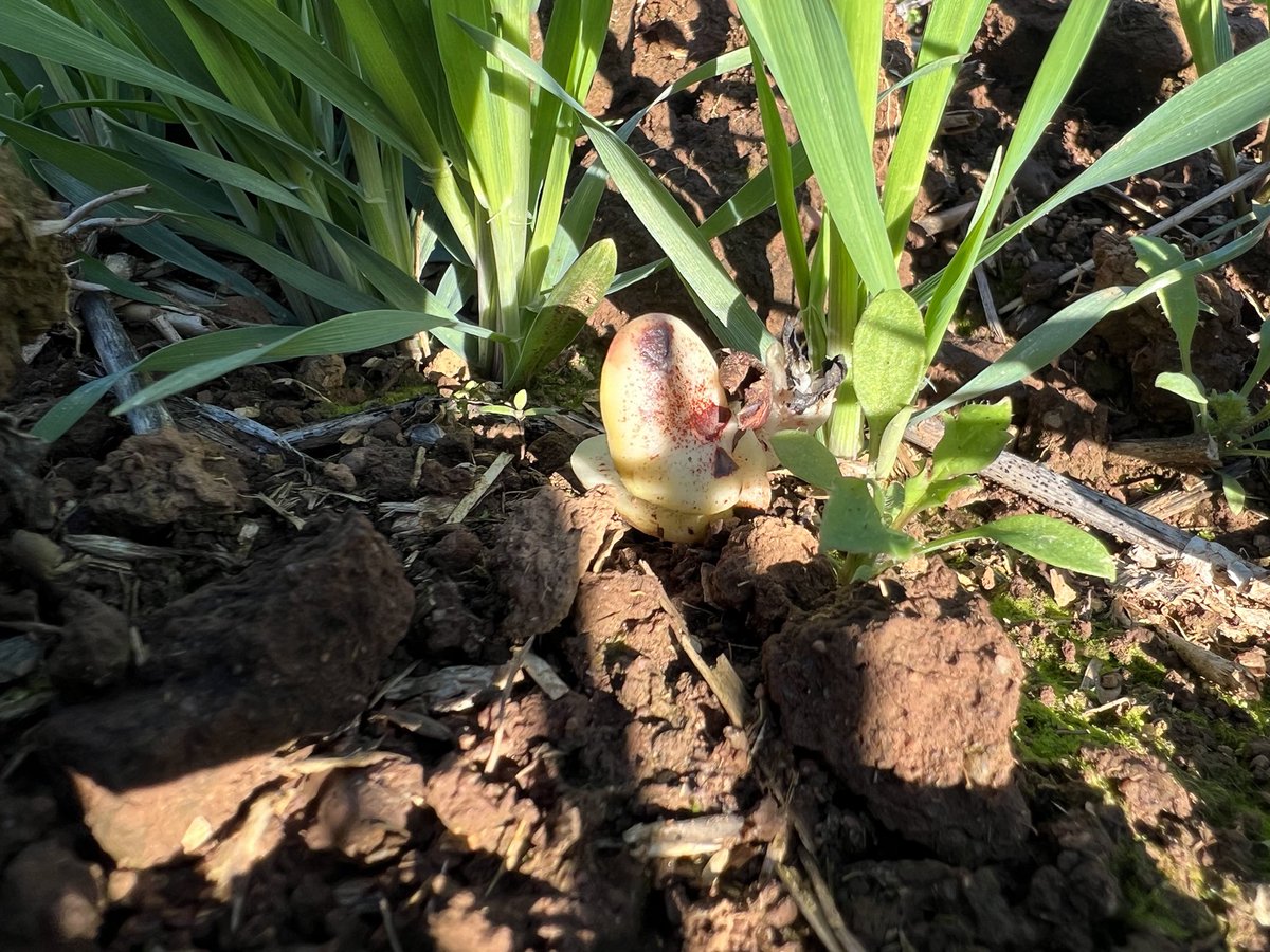 CALLISTO pre-emergent herbicide doing its thing on volunteer pulses. Telltale bleaching 8 weeks after this barley was sown. This and more being observed this week at the Syngenta Learning Centre Wagga Wagga <a href="/SyngentaANZ/">Syngenta ANZ</a>
