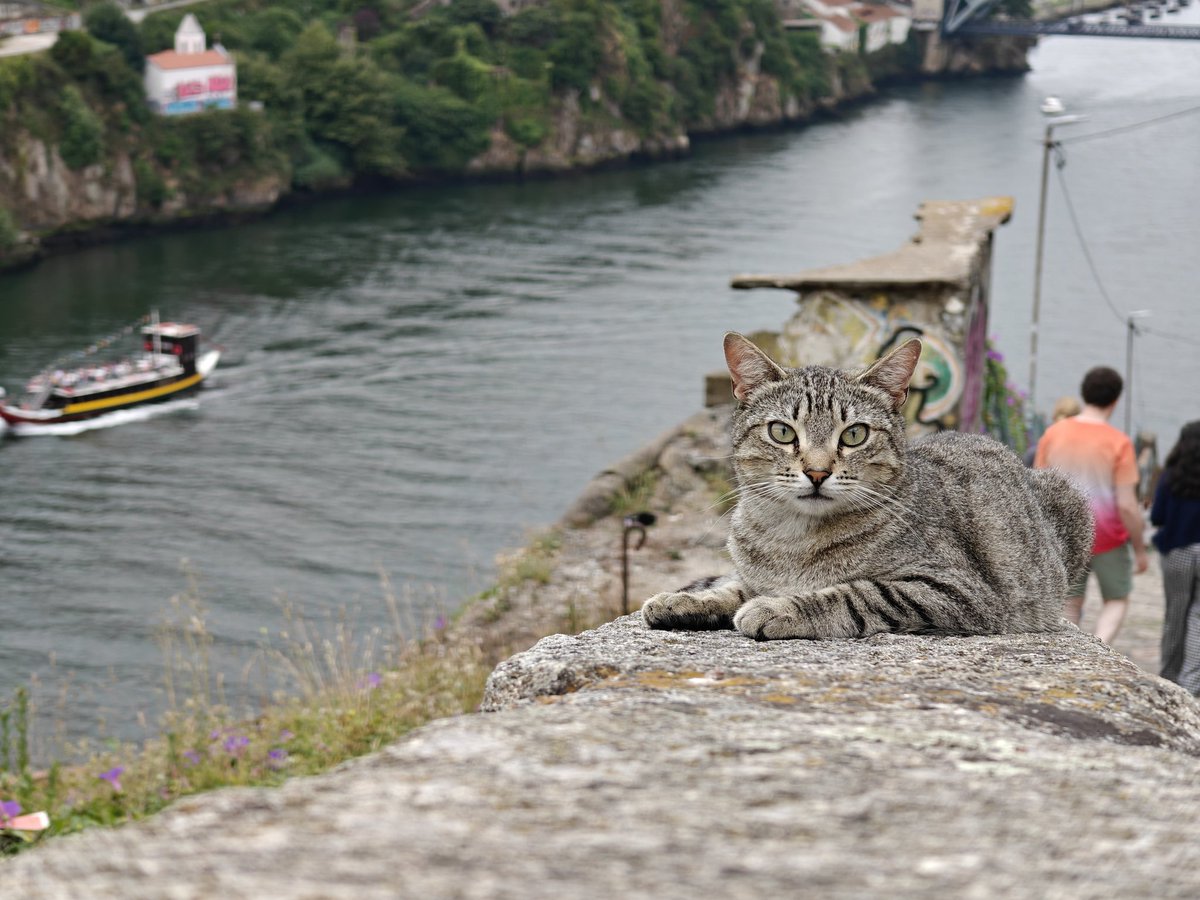 DanTheBloke's tweet photo. And a 2nd portrait of the cat for @Surasia_ https://t.co/qLJ2k6RNSV