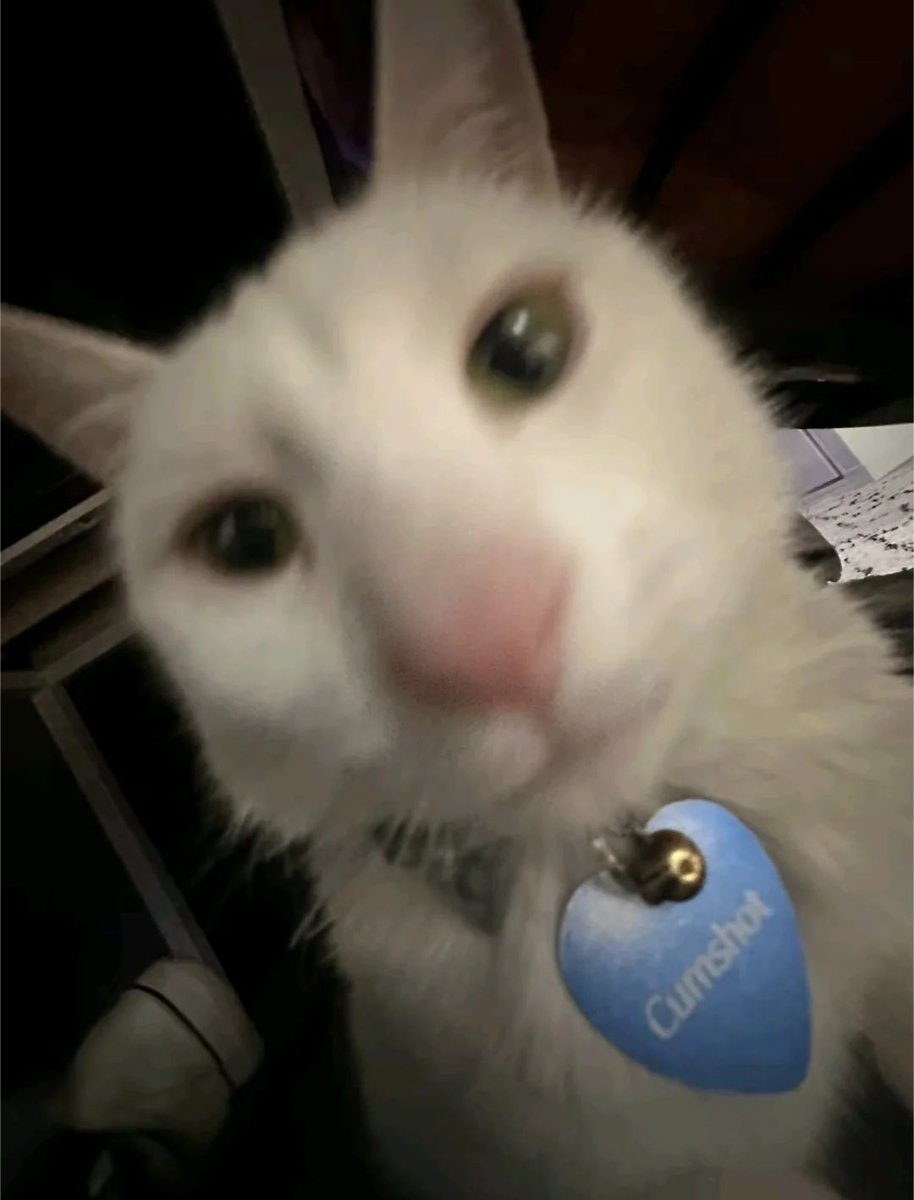 Punch Cat tweet media