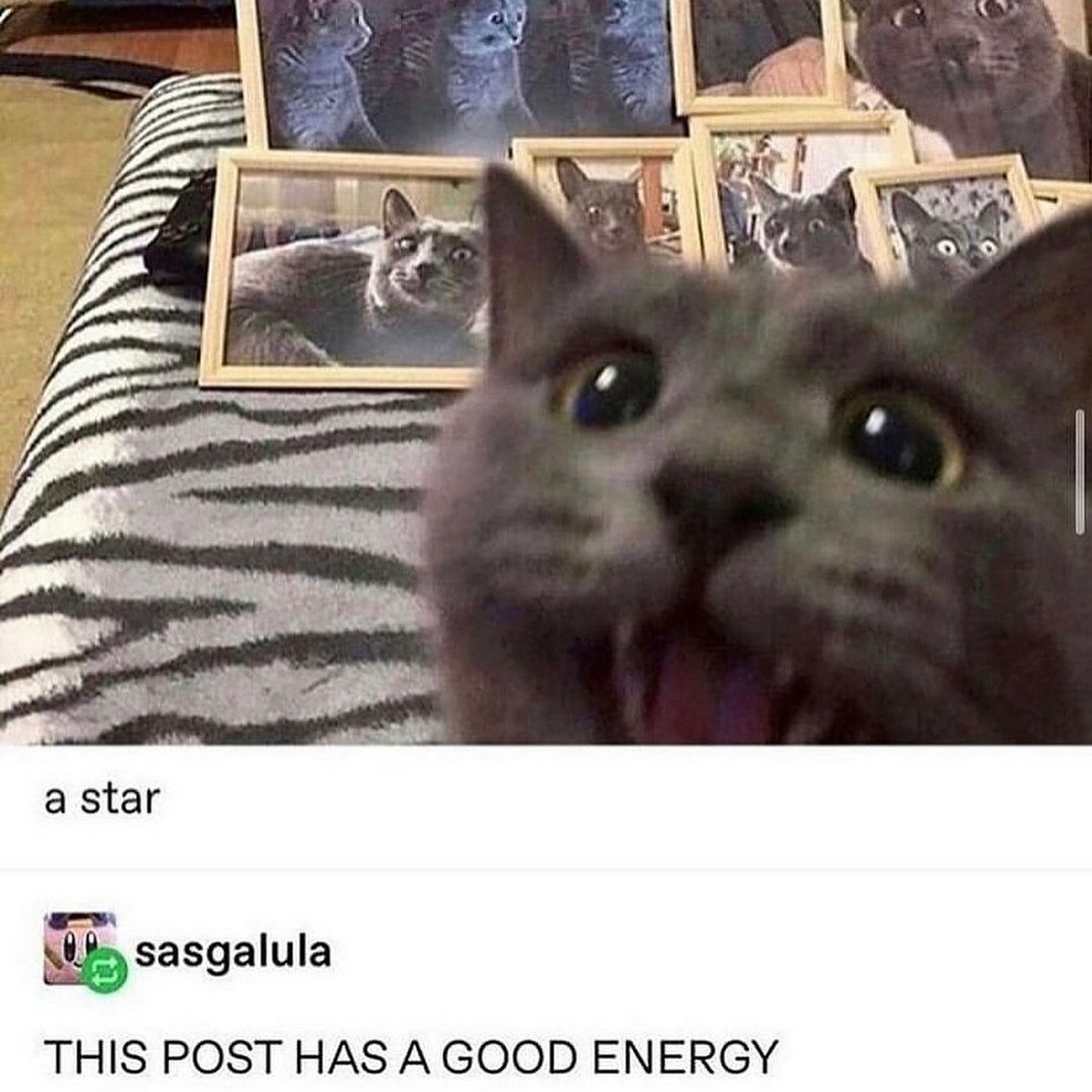 cats with powerful impression 🐾 tweet media