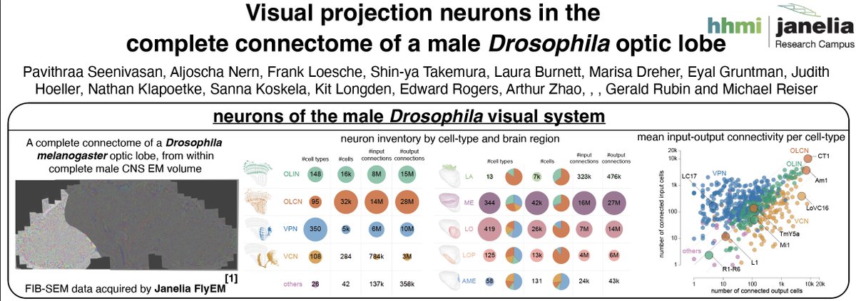 Michael Reiser | michaelreiser.bsky.social (@michaelbreiser) on Twitter photo #icn2024berlin people!
for new fly vision work from our group, please visit our 2 posters on Thursday:
<a href="/PaveeSeeni/">Pavithraa Seenivasan</a> PS2.241 - Visual Projection Neurons
<a href="/sanna_koskela/">Sanna Koskela</a> P2S2.224 - searching for the optomotor pathaway(s) #icn2024berlin people!
for new fly vision work from our group, please visit our 2 posters on Thursday:
<a href="/PaveeSeeni/">Pavithraa Seenivasan</a> PS2.241 - Visual Projection Neurons
<a href="/sanna_koskela/">Sanna Koskela</a> P2S2.224 - searching for the optomotor pathaway(s)