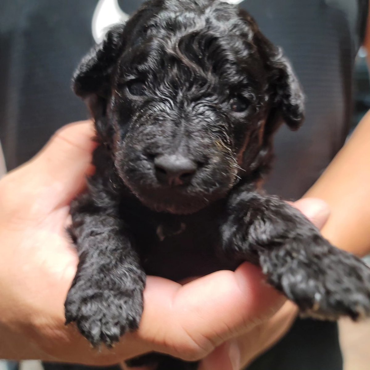 Crystal HasMara Dogs tweet media