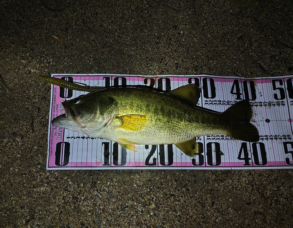 BASSYANさんのブログを参考にさせて頂いて51と42😊