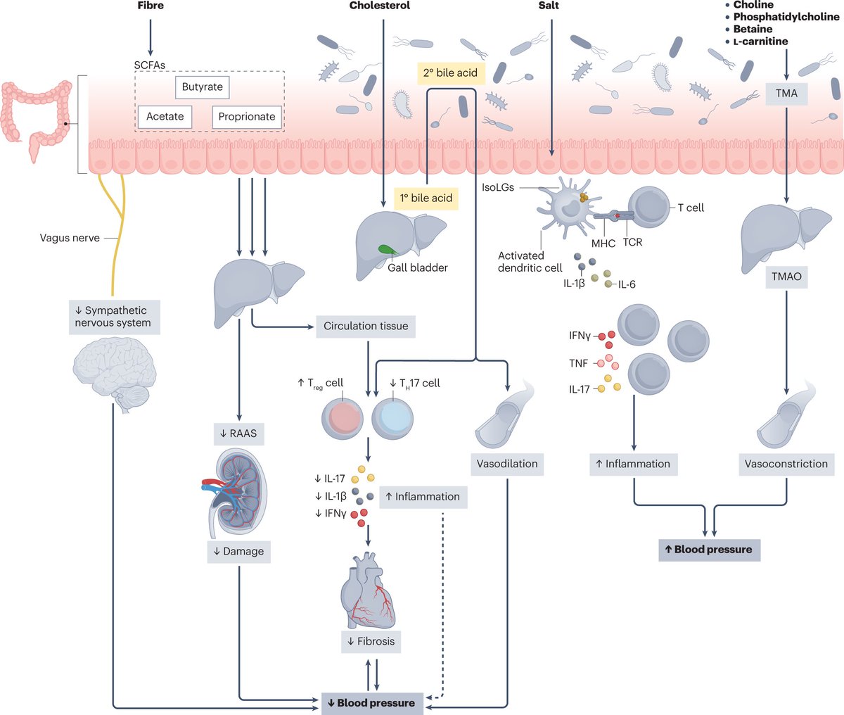 Effect of food on blood pressure regulation via the gut microbiome and their metabolites from <a href="/FZMarques/">Prof Francine Marques</a> and colleagues go.nature.com/3GExbUi