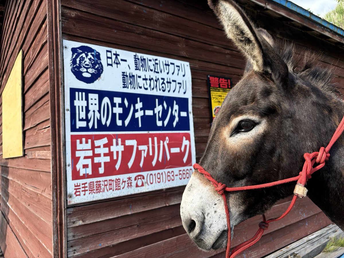 蝦夷地にはよく、古い民家に岩手サファリパークの看板が貼ってあるのだが、これはいつ、どのような営業戦略があって増殖したのだろうか。ちなみに岩手サファリパークにはロバがいっぱいいるらしい。
