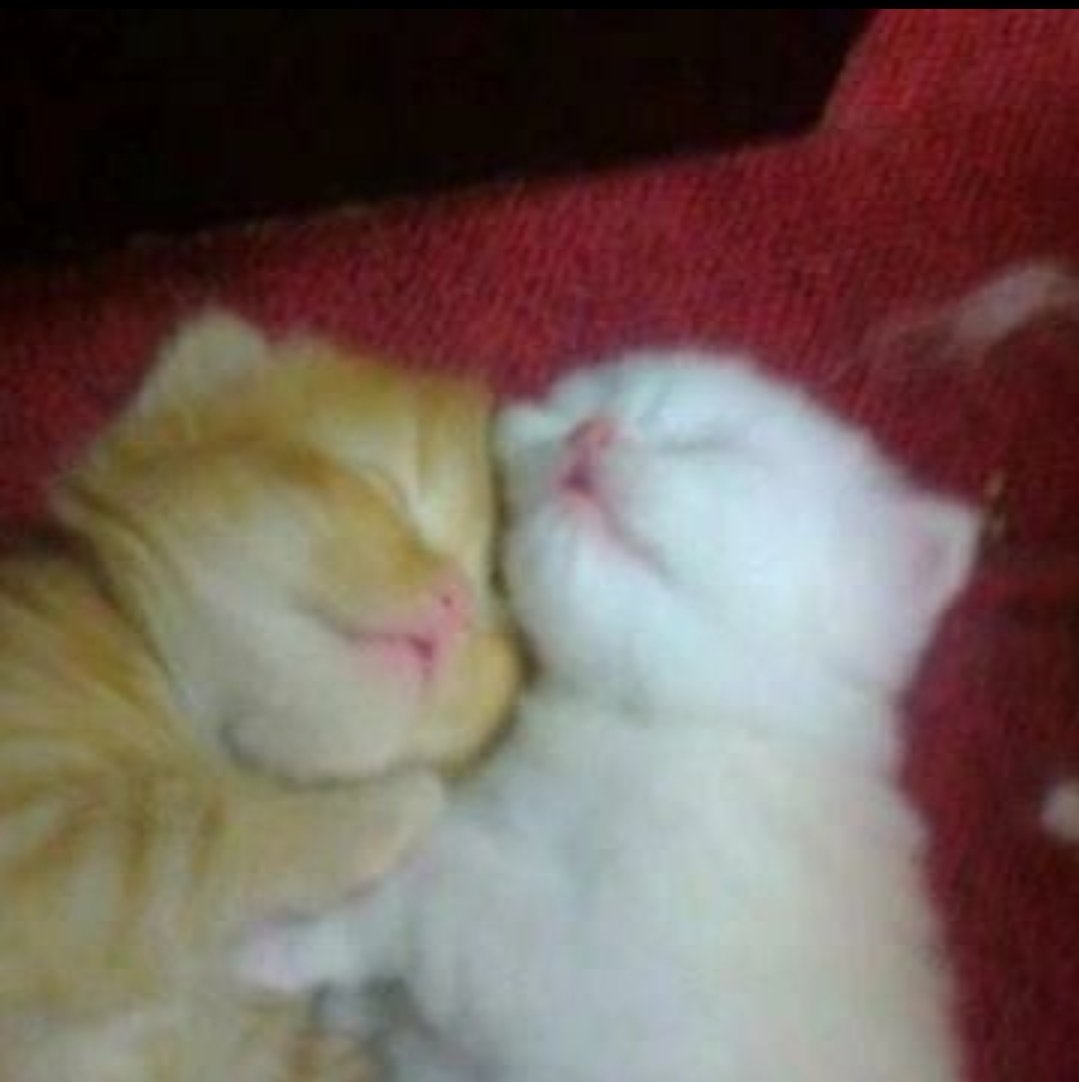 keyedestiny's tweet image. 