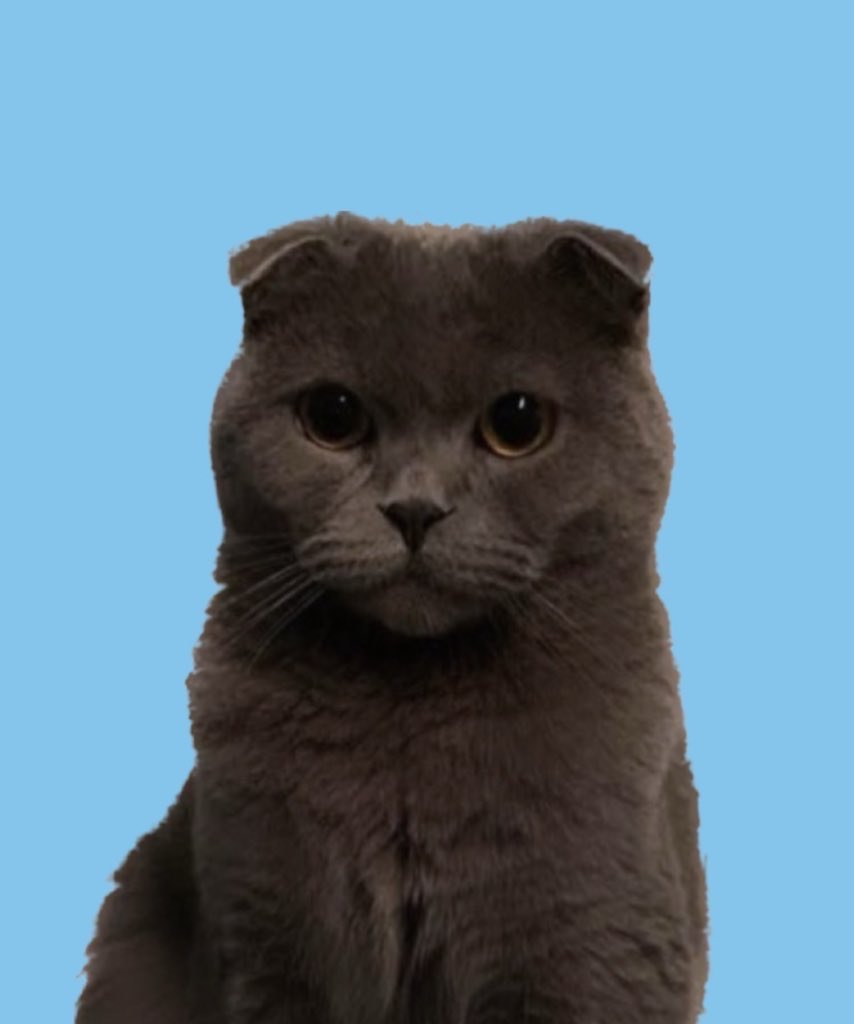 _myuntan's tweet photo. #全日本ネコチャン証明写真選手権 🐈🩵

証明写真作成工程までお見せいたします🎶
リプ欄まで😸 https://t.co/HlaCv8qspA